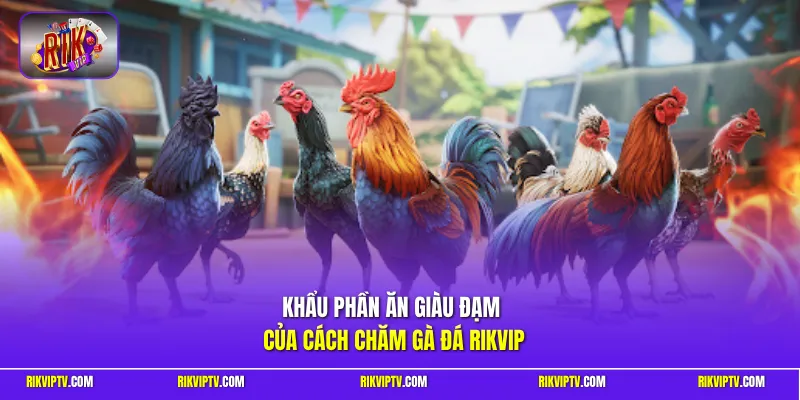 Khẩu phần ăn giàu đạm của cách chăm gà đá Rikvip