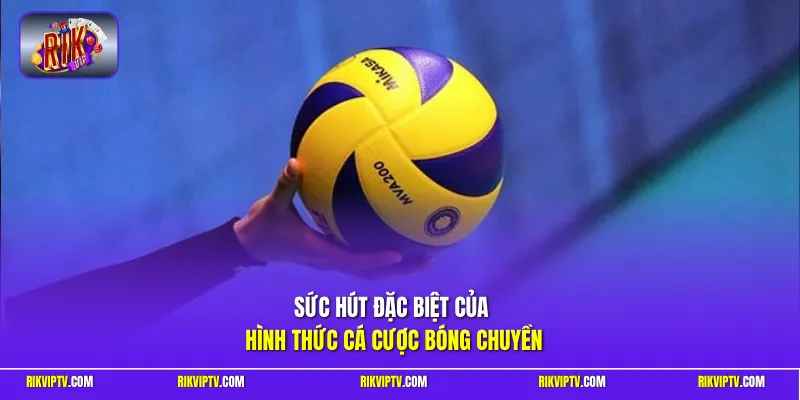 Sức hút đặc biệt của hình thức cá cược bóng chuyền